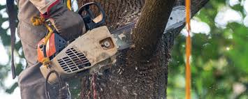 Best Emergency Tree Removal  in Great Bend, NY