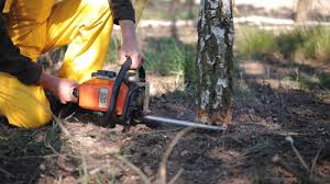 Best Utility Line Clearance  in Great Bend, NY