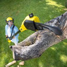 Best Arborist Consultation Services  in Great Bend, NY