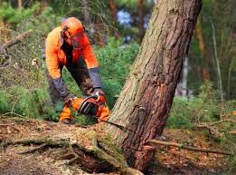 Best Tree Risk Assessment  in Great Bend, NY