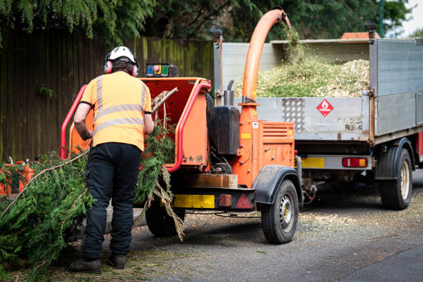 Tree and Shrub Care in Great Bend, NY