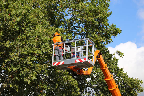 Best Tree Maintenance Programs  in Great Bend, NY