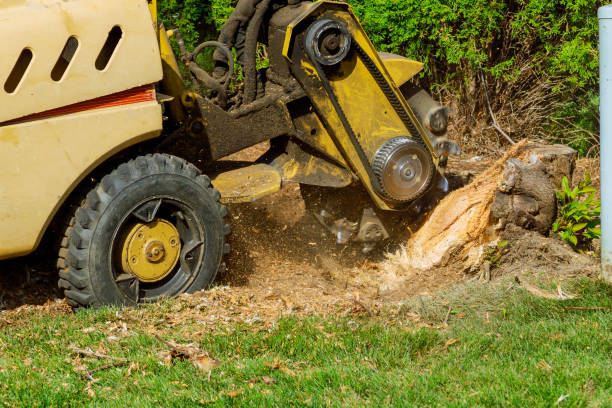 Best Fruit Tree Pruning  in Great Bend, NY