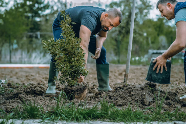 Best Fruit Tree Pruning  in Great Bend, NY