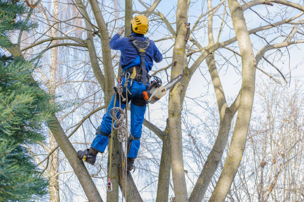 Best Tree Preservation Services  in Great Bend, NY