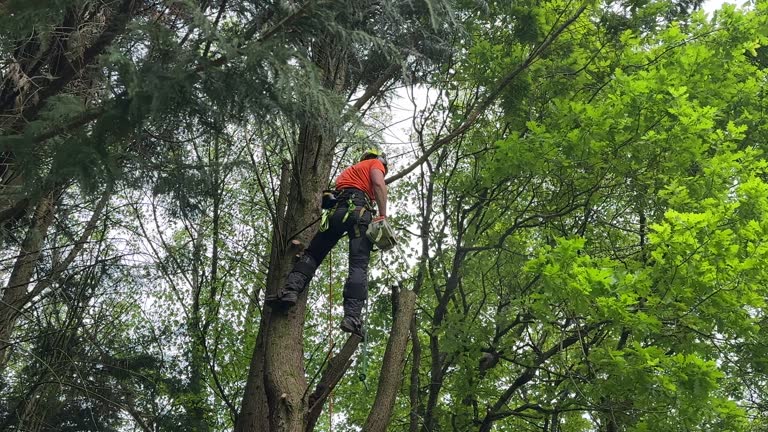 Great Bend, NY Tree Services Company