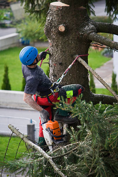 Best Tree Trimming and Pruning  in Great Bend, NY