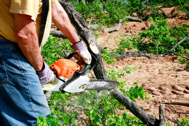 Best Tree Cabling and Bracing  in Great Bend, NY